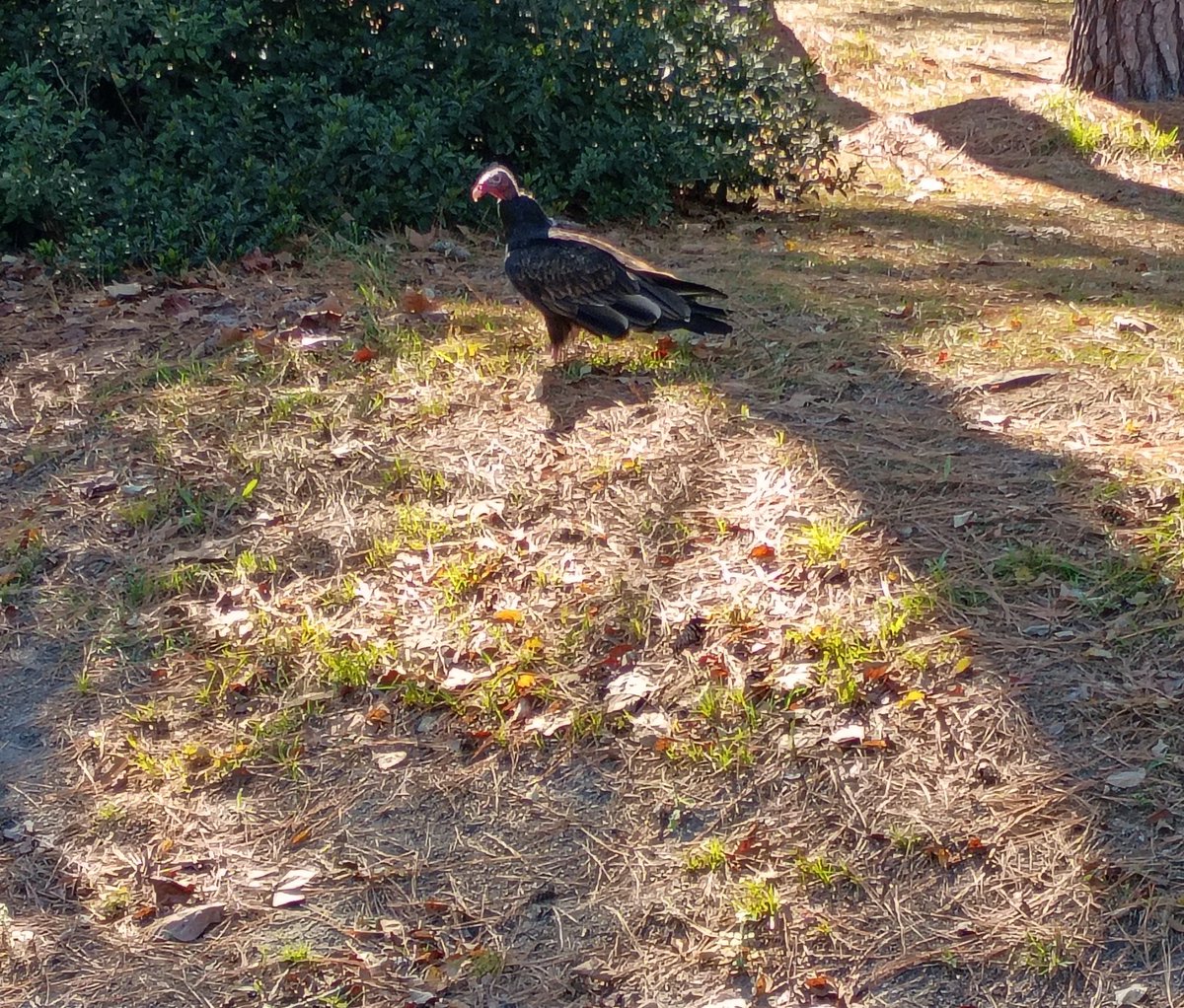 J_naught85's tweet photo. Seen this Vulture when I was walking today.... https://t.co/c8A19UIdde