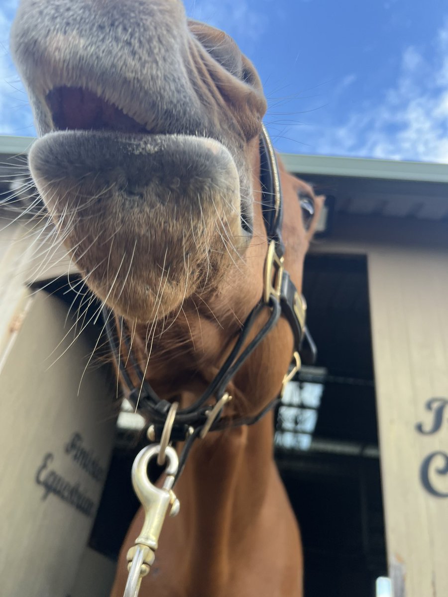 horsenamedsunny's tweet photo. Hello I am a giraffe https://t.co/e8iPH3vJIR