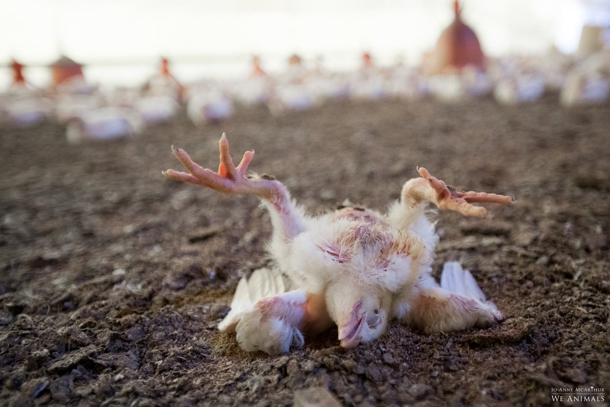 greennomad61's tweet photo. #RSPCA director quits.

800m chickens slaughtered in #Australia each year are from one of 2 fast-growing breeds... slaughtered at four - six weeks of age, just babies.

Genetically modified bodies forced to grow so fast to keep up with consumer demand.😪

https://t.co/XwYmIN7sGO https://t.co/P9srnaaS9r