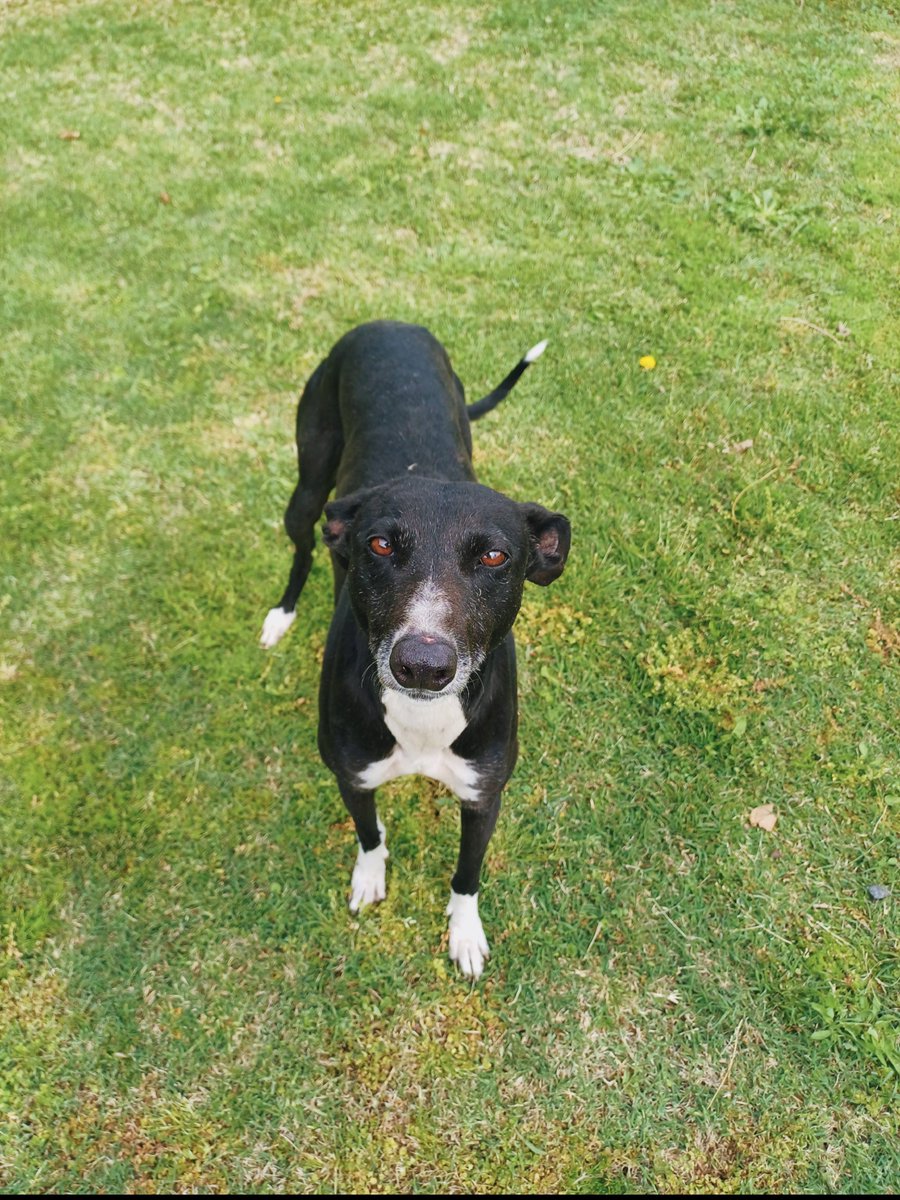 birratina's tweet photo. hace dos dias q tiraron a una perrita en el laburo de mi papá y el meta redes preguntando de quien era, hoy al mediodia miren con quien apareció en casa 😭😭 saluden a coca la nueva integrante de la flia, prometemos q esos ojitos van a volver a brillar 😭😭😭 https://t.co/RjDEMJhpvY