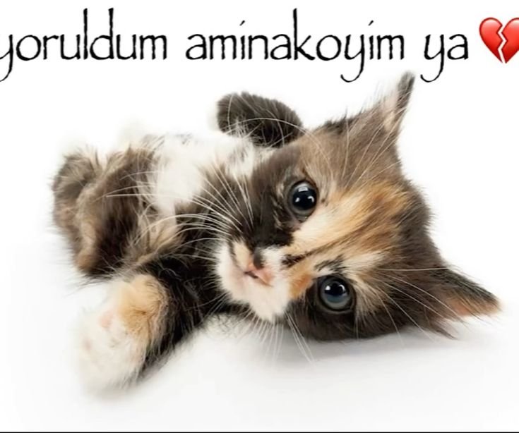 primadoonna's tweet photo. #yks27 https://t.co/ctSkJPS9ta
