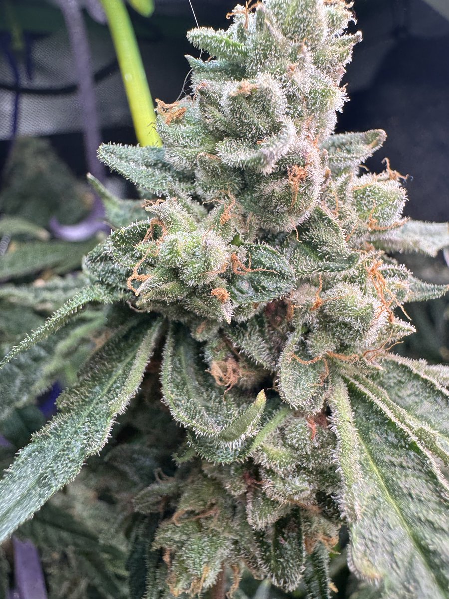 kingzoor25's tweet photo. Fresca is coming down the home stretch—and she’s finishing exactly how we hoped: frosty, colorful, and stacking beautifully. Not much longer now. ❄️🌱💜

Grow Different. Build Different. Go Rogue.

#RogueFarms #Fresca #HomeGrow #CannabisCommunity https://t.co/crVle1vdJ9
