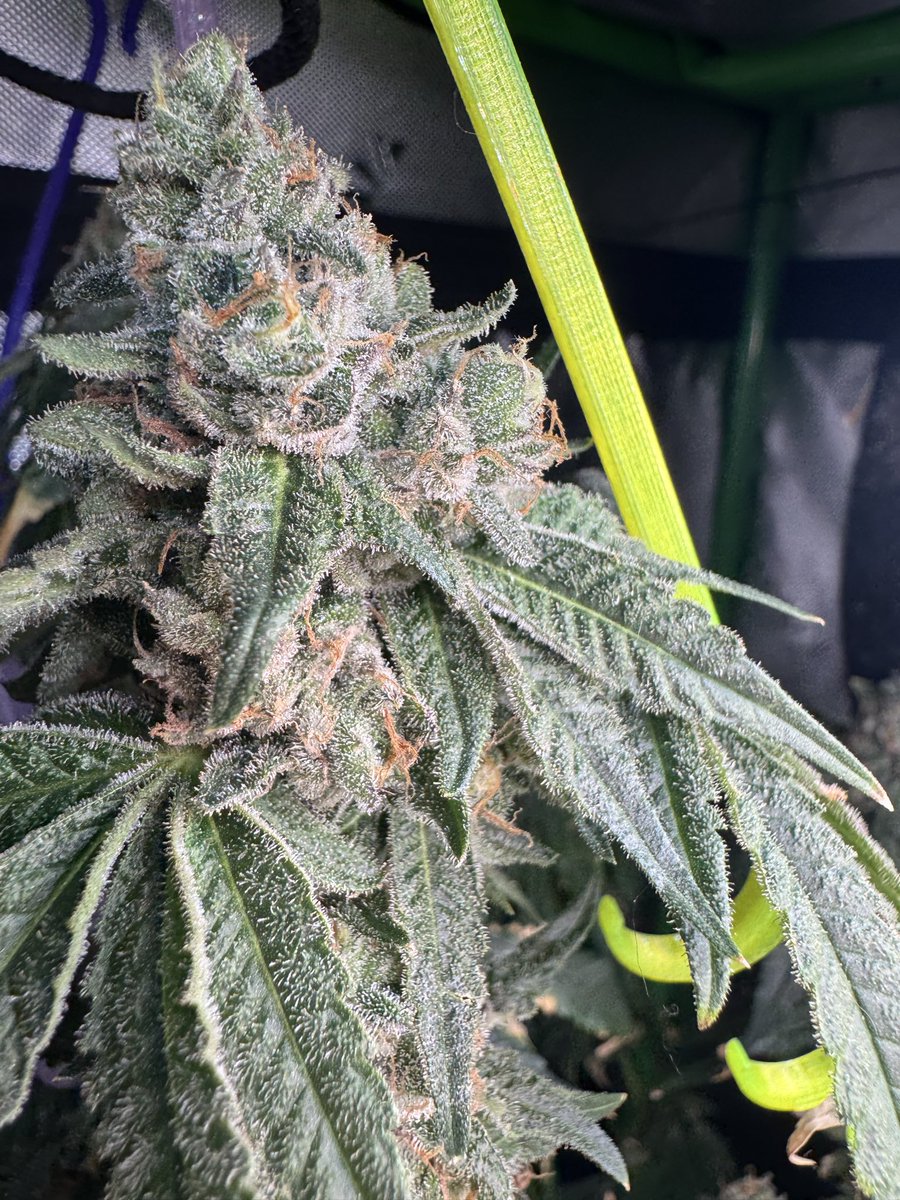 kingzoor25's tweet photo. Fresca is coming down the home stretch—and she’s finishing exactly how we hoped: frosty, colorful, and stacking beautifully. Not much longer now. ❄️🌱💜

Grow Different. Build Different. Go Rogue.

#RogueFarms #Fresca #HomeGrow #CannabisCommunity https://t.co/crVle1vdJ9