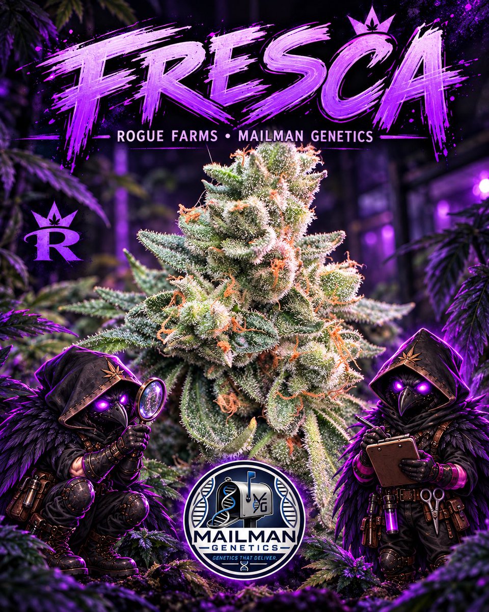 kingzoor25's tweet photo. Fresca is coming down the home stretch—and she’s finishing exactly how we hoped: frosty, colorful, and stacking beautifully. Not much longer now. ❄️🌱💜

Grow Different. Build Different. Go Rogue.

#RogueFarms #Fresca #HomeGrow #CannabisCommunity https://t.co/crVle1vdJ9