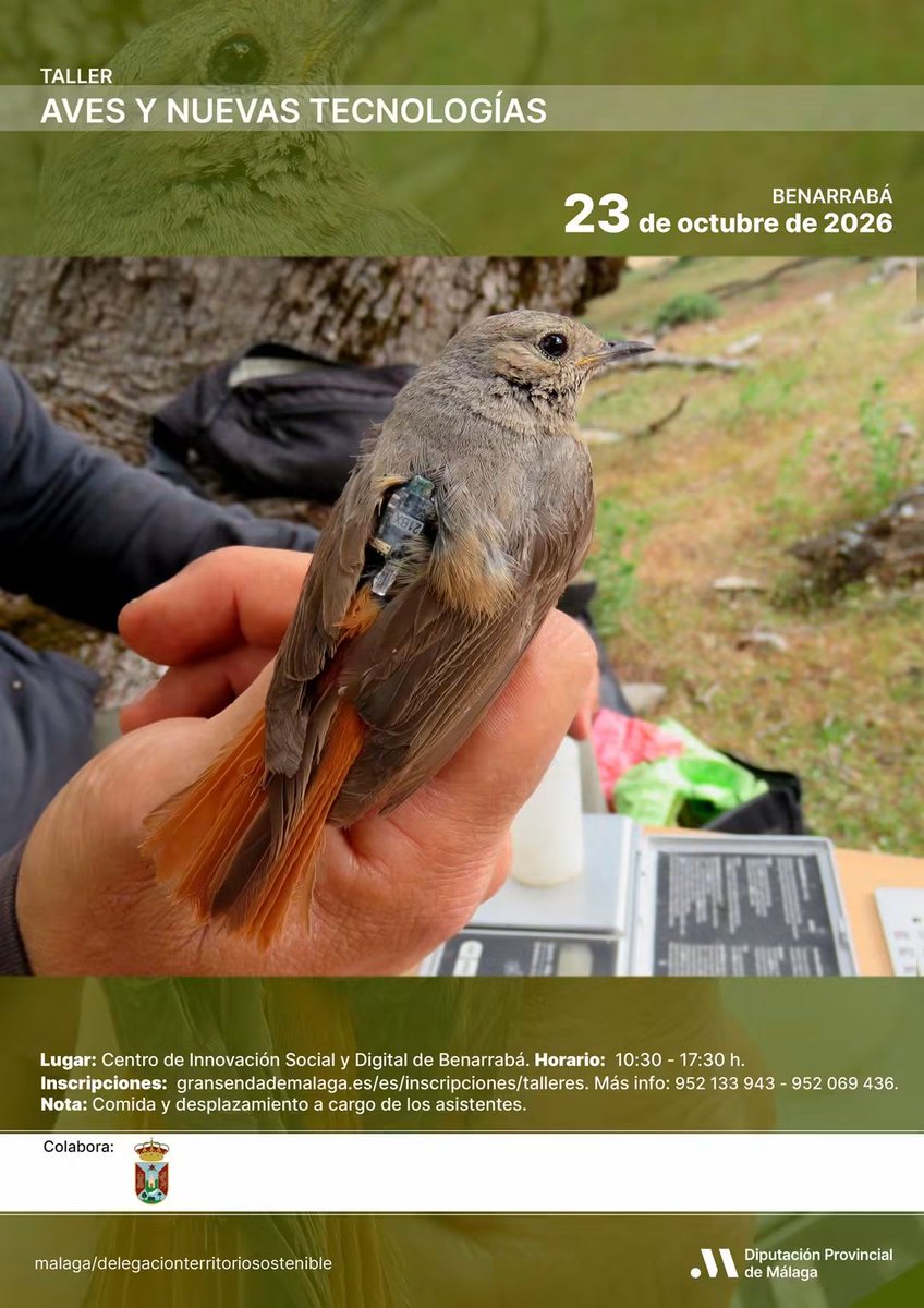 AltoGenal's tweet photo. @Benarraba  ACOGERÁ UN #TALLER SOBRES #AVES Y NUEVAS #TECNOLOGÍAS
#ValledelGenal #SerraniadeRonda #tic #pajaros #ornitologia https://t.co/IZMMTPwynu