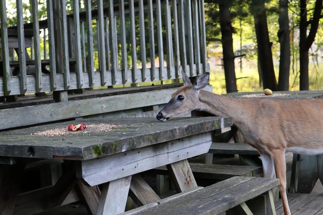 Deerpostss's tweet photo. Unable to appl https://t.co/3O6RMxDslW