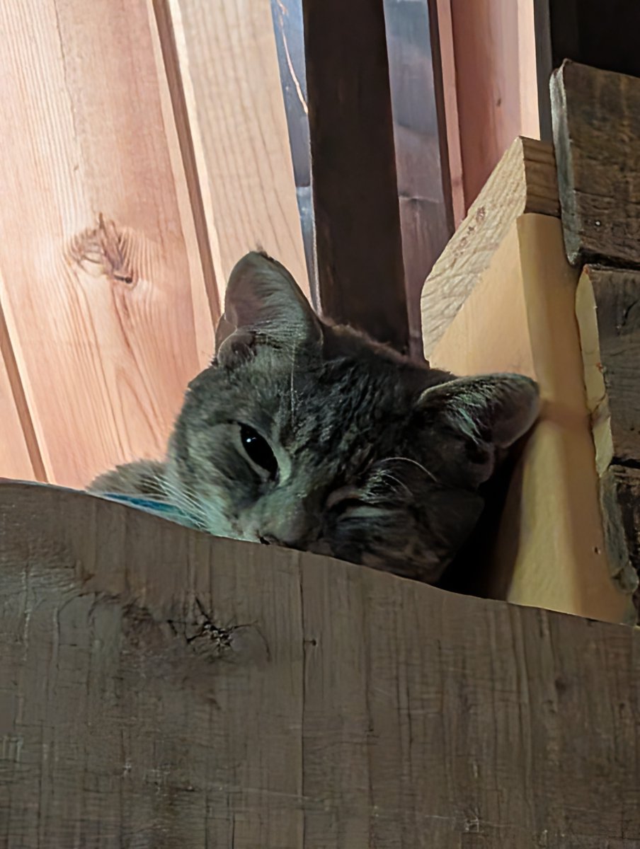 0rdinaryWeed's tweet photo. Odin with one eye open. #catmom #catnap https://t.co/WZ6QEjgfkL