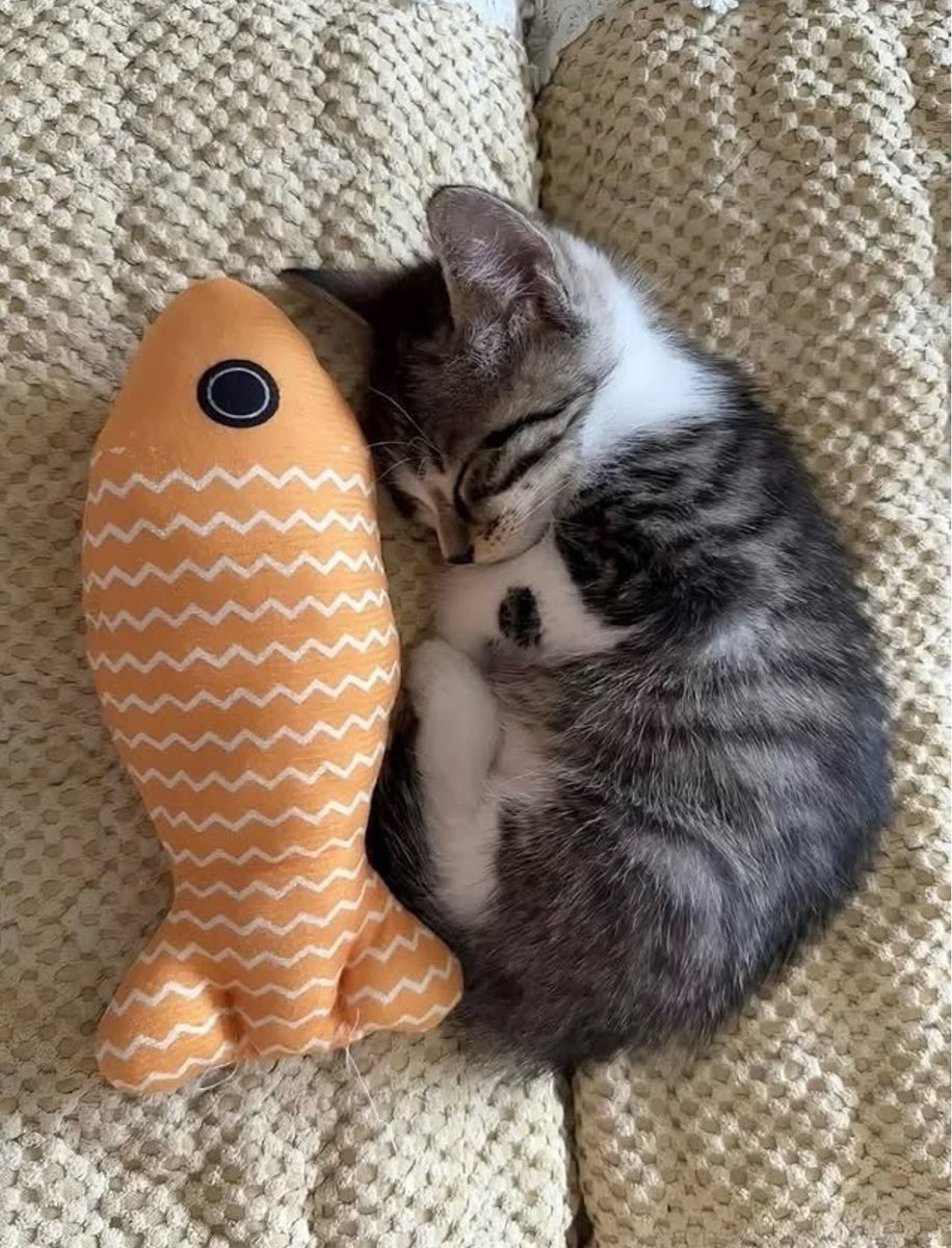 BestOfMeow's tweet photo. https://t.co/zZ9ktjdzMZ