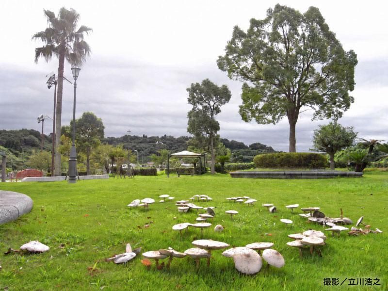 wni_jp's tweet photo. 【長雨の影響？ 巨大な白いキノコが出現】
この秋、公園や河川敷で「オオシロカラカサタケ」の報告が相次いでいます。傘は直径7〜30cmほどに開き、表面の茶色いウロコ模様や緑色を帯びるヒダが特徴です。強い毒を持つため、むやみに触れたり採ったりするのは控えてください。
https://t.co/H8SCKrawqi https://t.co/7HEUyyb5wg