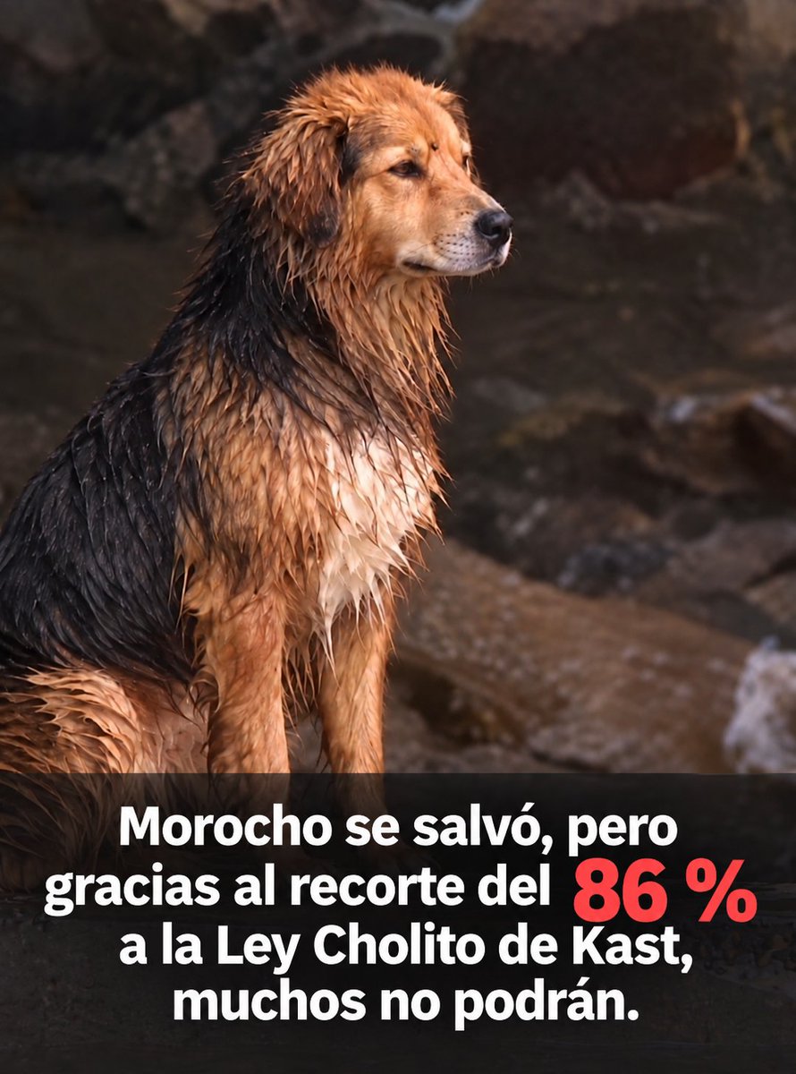 RobertoMerken's tweet photo. 🔴 Morocho se salvó. 🐾

Pero mientras celebramos que pudo ser rescatado, hay una pregunta incómoda: ¿qué pasará con los que no tengan la misma suerte?

Un recorte del 86% a los recursos asociados a la Ley Cholito no es una cifra abstracta. Son menos capacidades para proteger, rescatar y cuidar animales.

Ellos no pueden reclamar el presupuesto. Nosotros sí podemos exigir explicaciones a un gobierno indolente.
