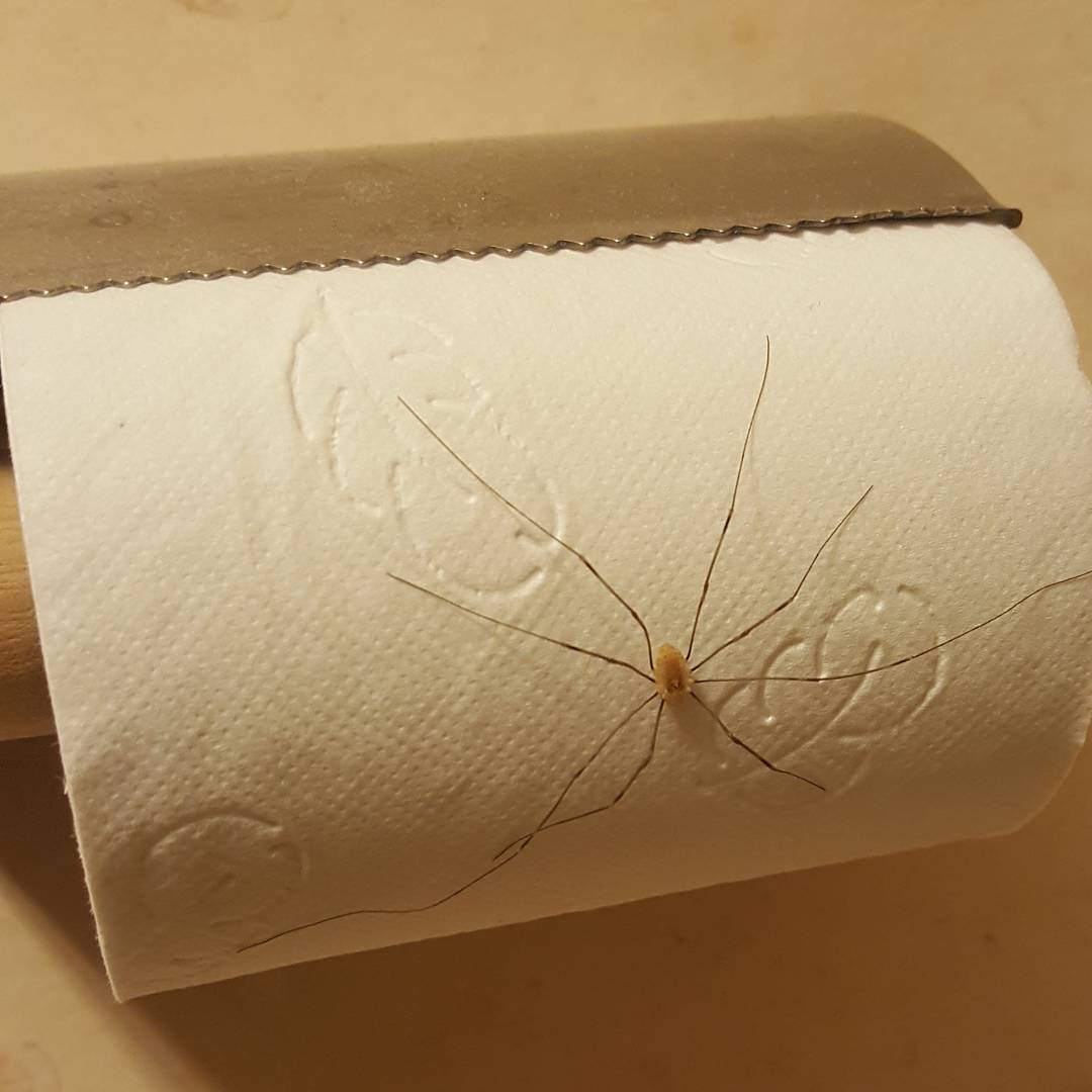 kurtkoe_8ulzc's tweet photo. Oohh Shit! Det är kö till toapapper. https://t.co/YD3fE5A0Nt