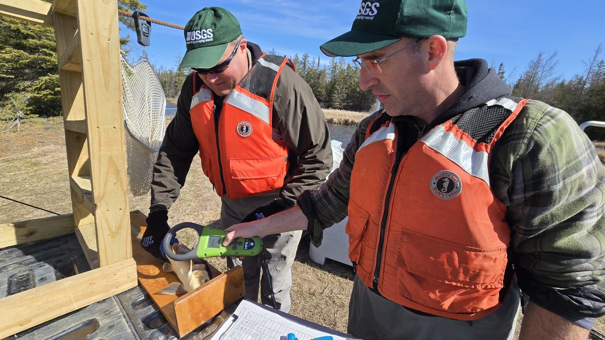 LampreyControl's tweet photo. #DidYouKnow that when aquatic biologists scan fish with handheld PIT tag readers, they’re picking up tiny, implanted tags that reveal a fish’s ID, history, and movements? A quick beep helps track many species of fish. 🐟📡

#SciComm #DYK https://t.co/Mj6bfQ8OrD