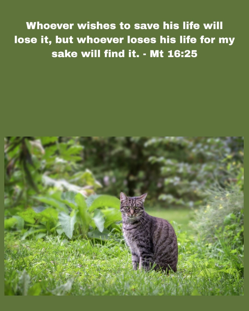 SFBaumgartner's tweet photo. #cat #kitten #Catholic #Christian #dailyinspiration #memoryverse #scriptures #truth #quote #faith #scriptureoftheday #catmemes #catvibes #catlovers #catphoto #trending #bibleverse #viralphoto #cutecat https://t.co/KAvvSy1SVY