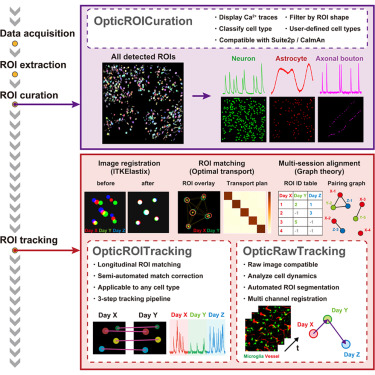 CellRepMethods's tweet photo. Automated cross-session ROI tracking for multicellular calcium imaging with OPTIC dlvr.​it/TVpQgp https://t.co/fjUwvlCmmI