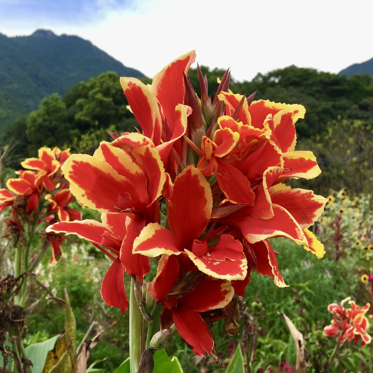 yuyu0416068511's tweet photo. 🍀お早う御座います^o^🍀

山装う山眠る山笑う山滴る
四季の言葉だそうです
山笑う誰かも笑う私も笑う
笑顔の言葉なんですよ
四季に感謝し笑顔で生きる

皆様今日もニッコリ笑顔で
良い一日になる〜
⛰️(o^^o)👍 https://t.co/3pBJs5Ql7B