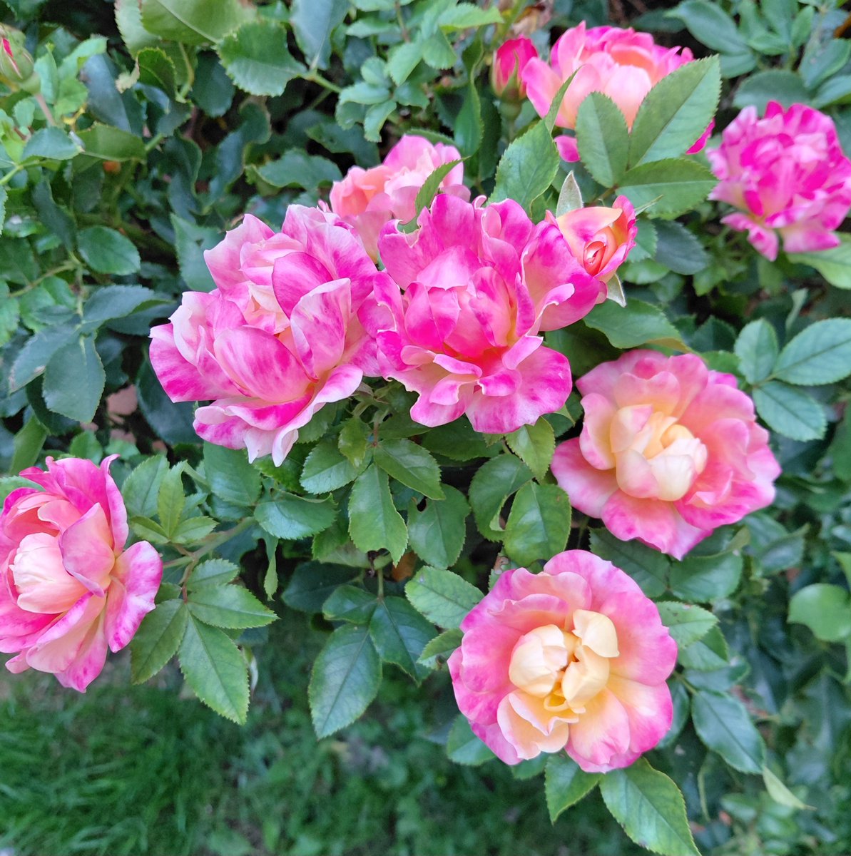 bng2617's tweet photo. Quelques petites roses en ce début d’automne généreux en soleil 🌿🌹🌿🌹 🍂🌿🌹🌿
    📸 🕊🍂🌹🍂🕊 https://t.co/M0qXRe172U