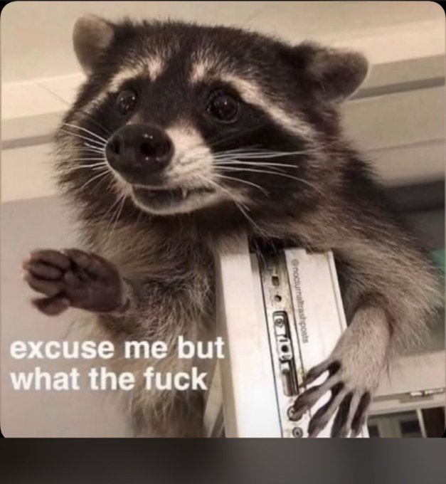 A meme image shows a surprised-looking raccoon clinging to a structure, with white text overlaid reading 'excuse me but what the fuck'.