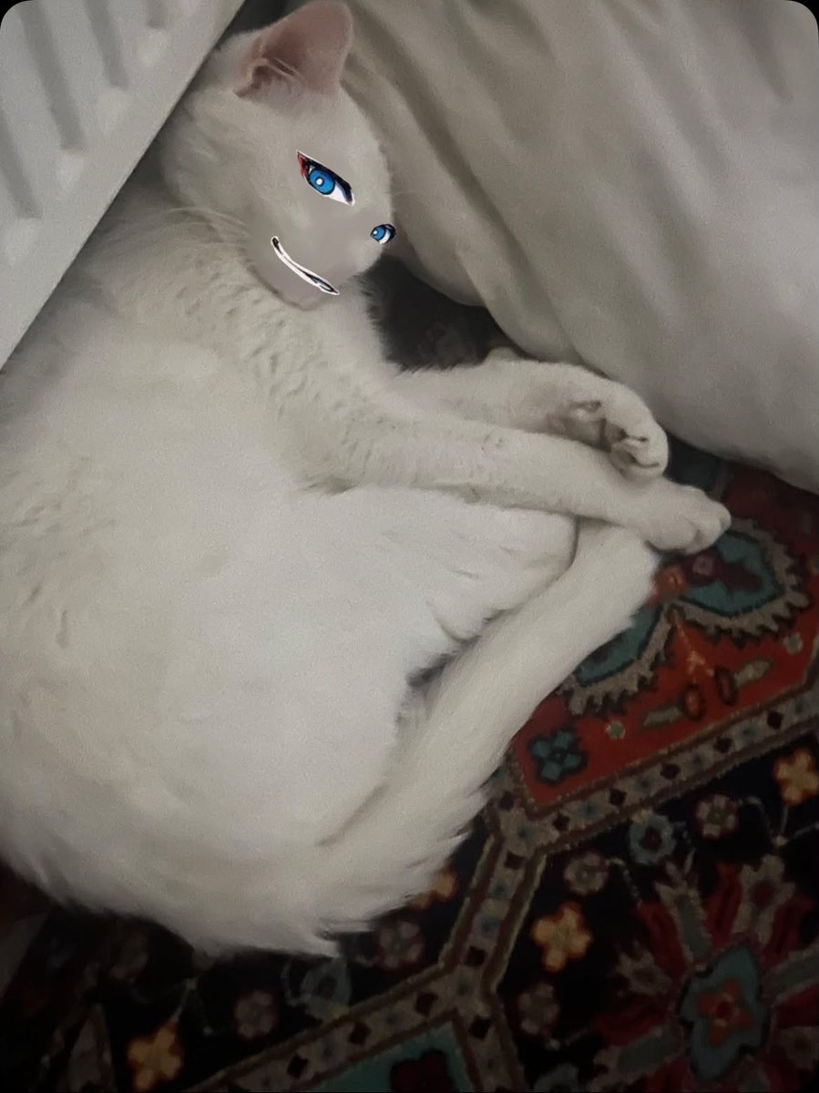 cumblaster34's tweet photo. my gfs cat if he was kaiser https://t.co/nLPSZ7ClFY
