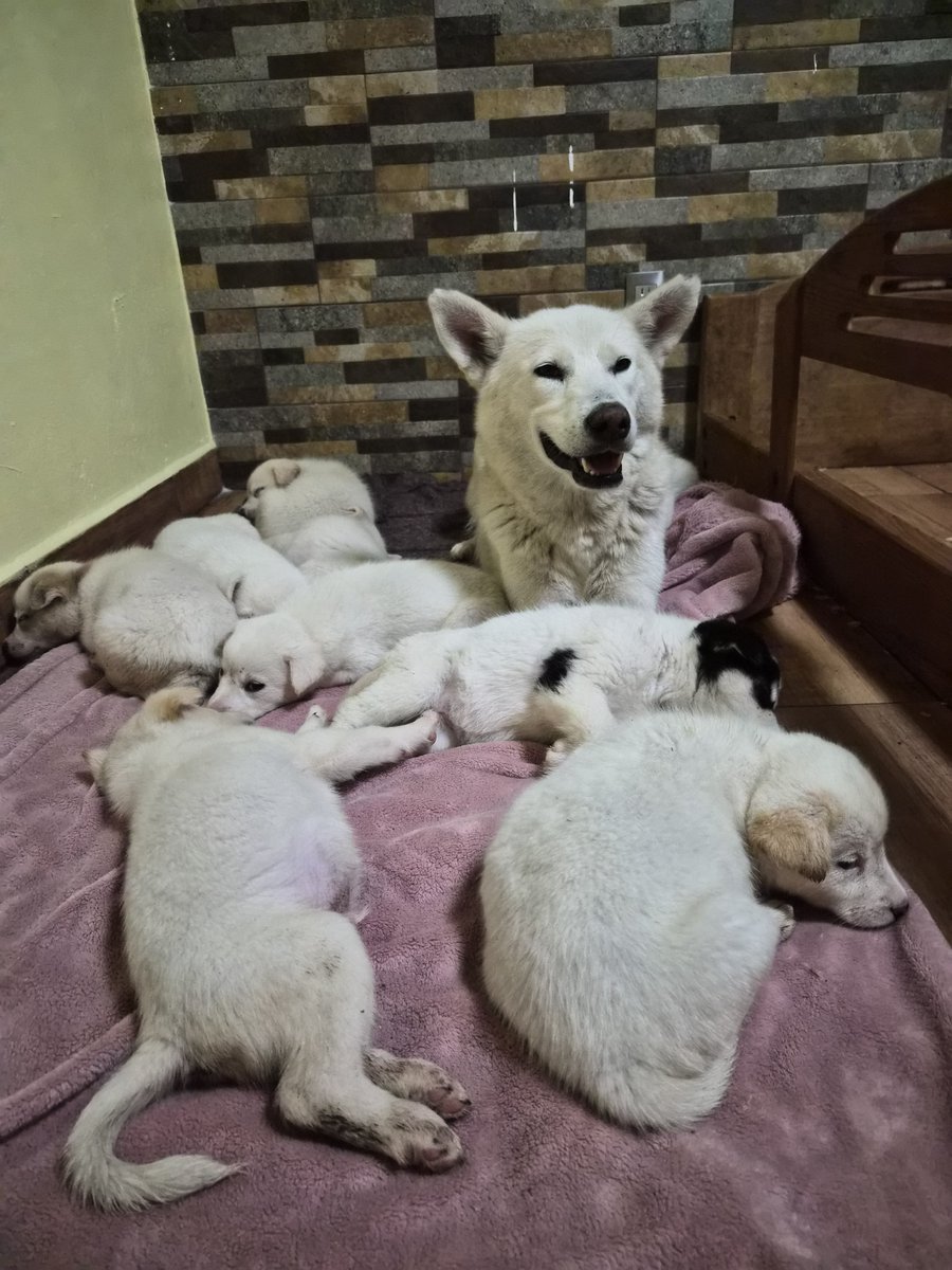 FundacionToby's tweet photo. Amigos hay mucho que no les he contado por acá por que la señora N tiene una obsesión ya medio rara conmigo y bueno... me da mucho cringe que una señora que me lleve tantos años esté tan pero tan obsesionada.. ojala puedan darse una vuelta por nuestro ig para saber todo 🧡 https://t.co/MFYoejqH6s