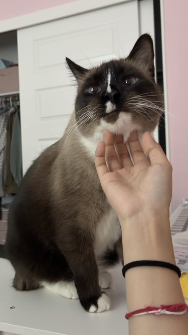 A close-up photo of a Siamese cat with dark brown points and a white chest being held by a person's hand on its chin, with the person's wrist adorned with a black hair tie and a red bracelet.