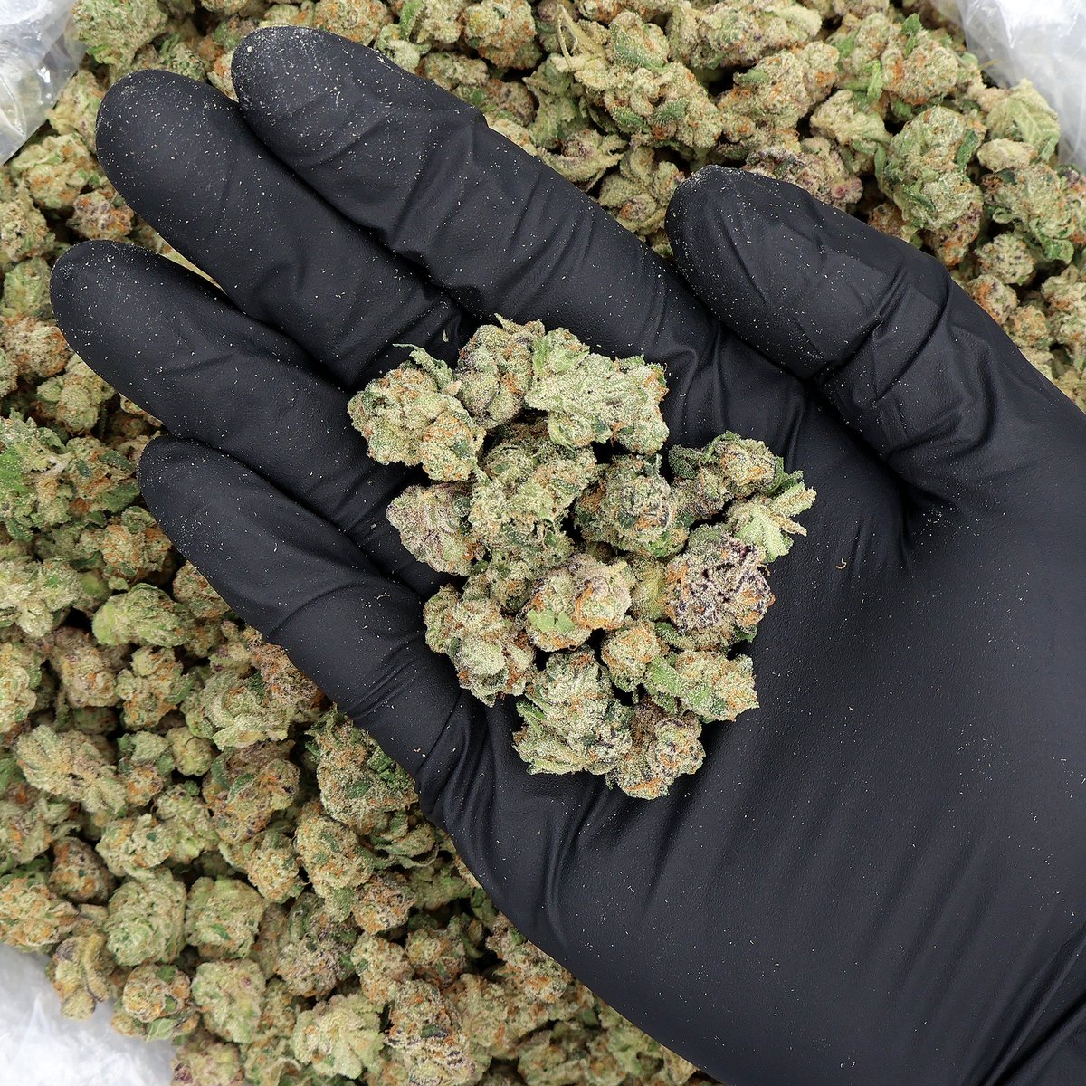 miraclexmed's tweet photo. Have you heard of this strain before?

El Chivo is a cross of OG Kush Breath Headband x Grape Gas, a 70/30 indica-dominant hybrid.

This strain is loaded with emerald and purple hues and dense, frosty trichomes. It has a peppery diesel nose and a sweet blueberry finish. 🔥

📸 @miraclexmed
 https://t.co/3GxzwPlkmy