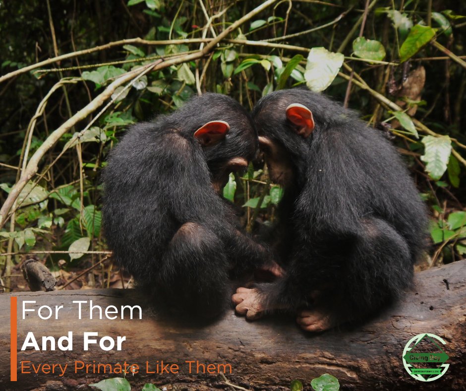 ApeActionAfrica's tweet photo. What a day. 💚 Thanks to you we've funded a new vet lab AND a food prep building for our primates, both in 24 hours.
The day isn't over yet. If you'd like to be part of it, there's still time tonight 👉 https://t.co/rU7hpIyUvh
#GivingDayForApes #ApeActionAfrica https://t.co/YuldM79QuS
