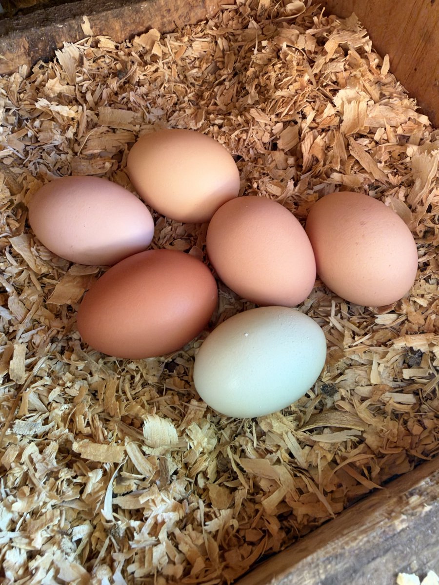 sampleswill's tweet photo. Walked out to the backyard coop and came back with breakfast. You can’t imagine how much money these corporations are making off your laziness. https://t.co/qPv1QvxLbf