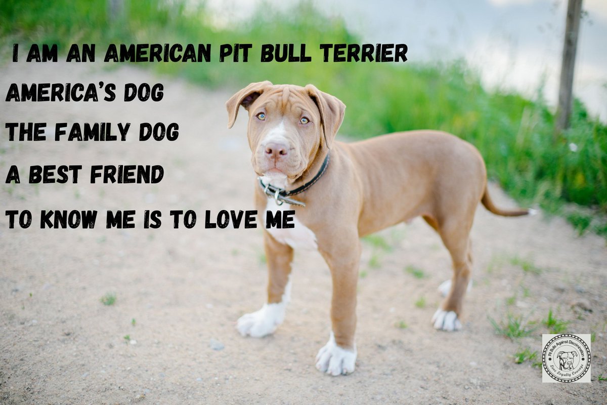 pitbullsad's tweet photo. Pit Bulls aren’t the problem. Humans are.

Judge dogs by their individual behavior—not by a label, stereotype, or breed. ❤️🐾

#PitBulls #EndBSL #StopBreedDiscrimination #DogsDeserveBetter https://t.co/jdL7jrWtSd