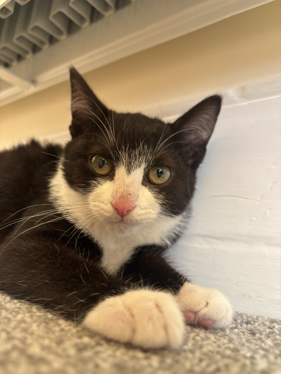 maggiwaggiwoo's tweet photo. girl who went to the vet for the first time today. girl who was so perfect getting her vaccines. girl who is so healthy and perfect despite being found in a shed https://t.co/9gbWxjNQBo