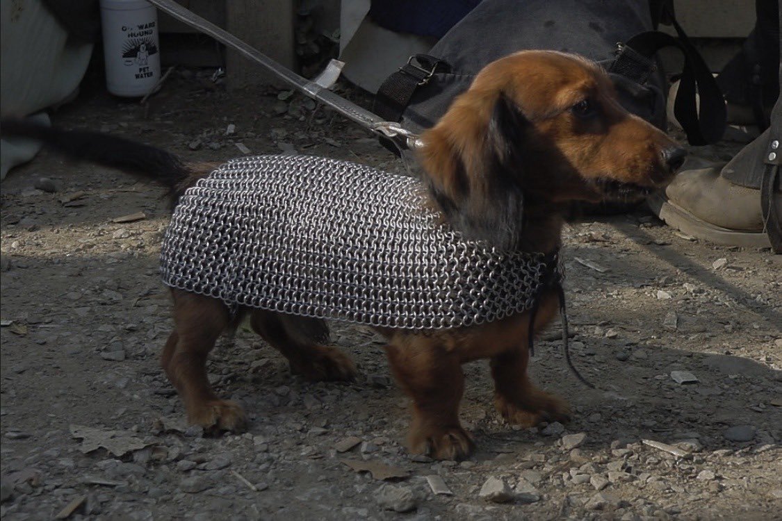 OldInternetFeel's tweet photo. Weiner dog wearing armor at the Michigan Renaissance Festival (2002) https://t.co/f4OI7btxUr
