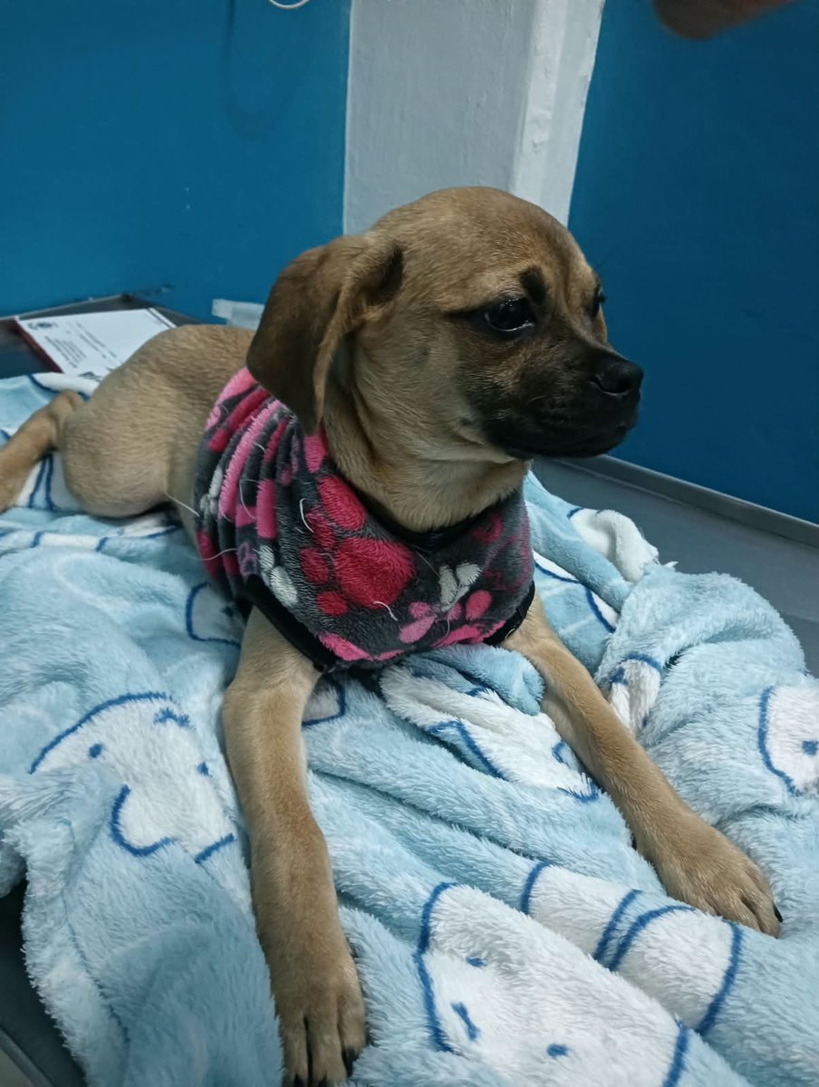 VIBRAmascotas's tweet photo. Amigos urge una familia para esta chaparrita, 🙏🏻 no queremos que se haga adulta sin una familia 
Es talla chica , mix de Chihuahua 
Es muy amigable 
Wats 5548724347
#CiudadDeMéxico https://t.co/kFAvxqKLGv