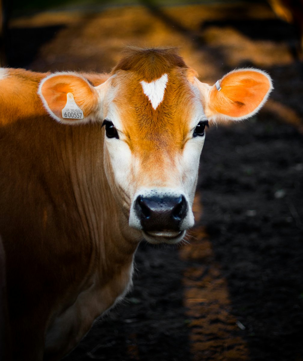 CanJAnimalSci's tweet photo. 🐄📸 Animal Science in Focus: Canadian Journal of Animal Science Cover Competition

Have an image that captures your research? Submit it for a chance to be featured on the 2027 cover!

📅 Deadline: Oct. 26, 2026

Details: https://t.co/wlZB0KUm6a #AnimalScience https://t.co/5PoF9YmxwX