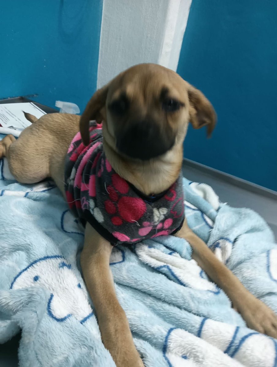 VIBRAmascotas's tweet photo. Amigos urge una familia para esta chaparrita, 🙏🏻 no queremos que se haga adulta sin una familia 
Es talla chica , mix de Chihuahua 
Es muy amigable 
Wats 5548724347
#CiudadDeMéxico https://t.co/kFAvxqKLGv