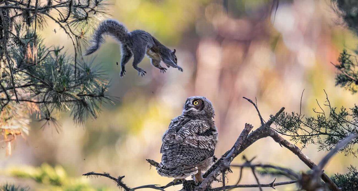 PlotWeaver's tweet photo. Timeline cleanse, a few finalists from the Comedy Wildlife Photography Awards.

You can see there is luck here (and in the others at the link comments) but also a huge amount of talent: https://t.co/J21mhyvyKY