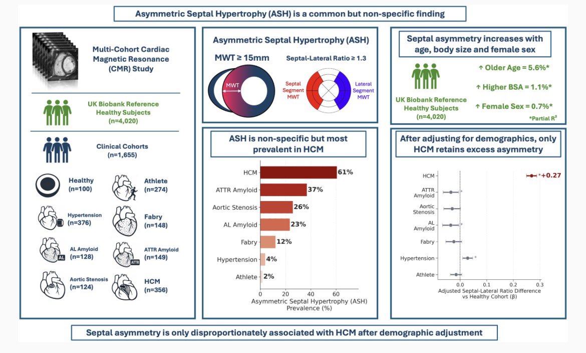 EACVIPresident's tweet photo. 🫀 Asymmetric septal hypertrophy ≠ HCM.

ASH occurs across diseases causing LVH. But after accounting for age, sex &amp; body size, disproportionate septal asymmetry is most characteristic of HCM. A useful reminder: phenotype ≠ diagnosis.
🔗 https://t.co/qL2nUZmXUk
@EHJCVIEiC https://t.co/tue343wXVF
