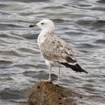 Photo by Steve T (@xbirder)