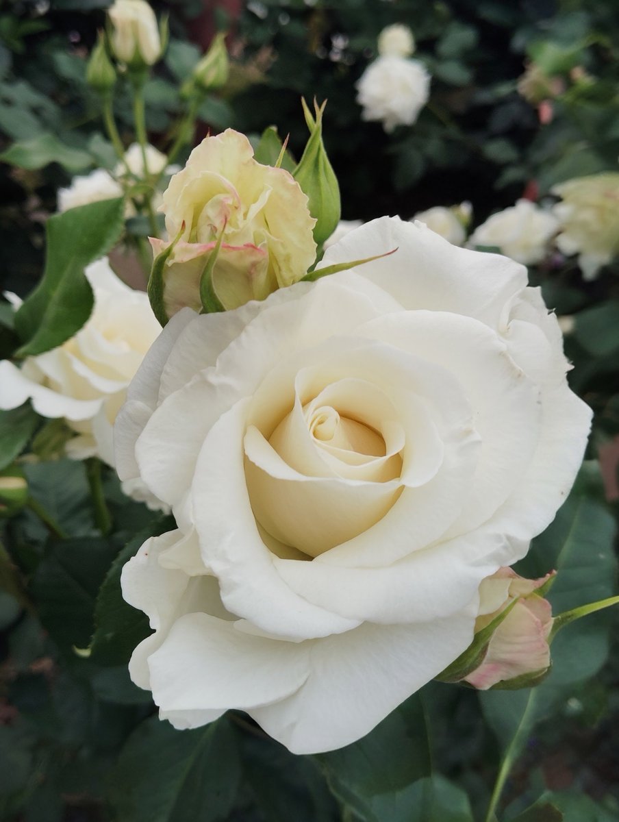 FWLMacZ95u95352's tweet photo. Silent.  
Soft.  
Returning.  

Silence—when it touches a rose, what quiet homecoming lingers in your heart?

静寂に守られた薔薇は、そっと戻ってくる。

忘れた頃に触れる余韻。

quietreturn #softstillness #薔薇の詩集12の4 https://t.co/UDBnQUs7wI