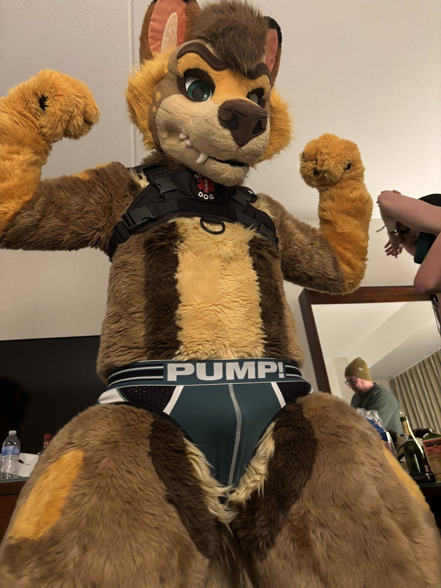 Yeenpits's tweet photo. Hi I will be pit-maxing again at AQF this weekend 

Come find me! 
✅ Rub my belly
❌ Not rubbing my belly https://t.co/I4Fu7Otfak