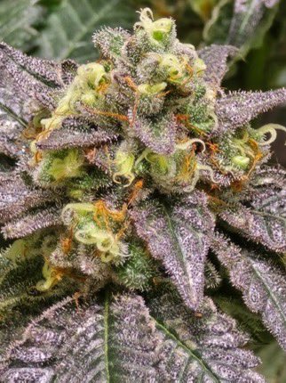 IobDutch's tweet photo. This is P85 entering week 7 and she is a pretty girl. She has a funky smell and nice color. Her smoke is very relaxing as well🤙 https://t.co/tvICNHBlq7