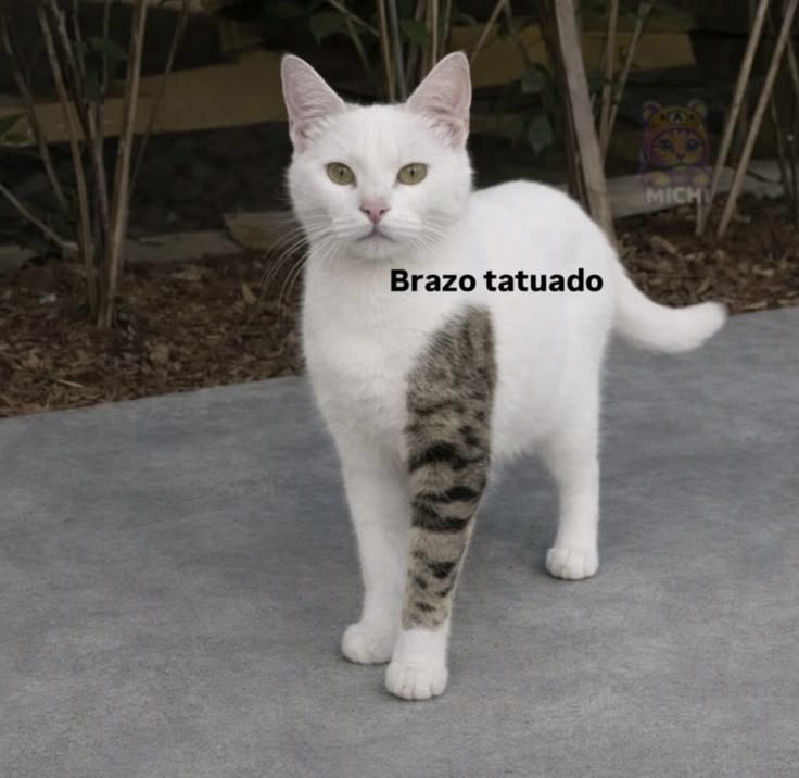 Saturnia111's tweet photo. 😼 https://t.co/RSFGnpBpW8
