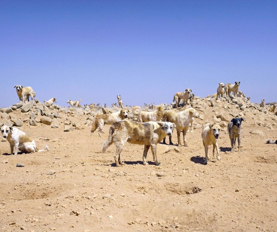Network4Animals's tweet photo. For Jordan’s abandoned desert dogs, every delivery is a lifeline. Thanks to your support, NFA is funding all their food and water for 3 months with partner Eco Harmony Foundation, as we search for land near Amman for a safe sanctuary. 🐾

👉 Read more: https://t.co/UrqbIA3DdA https://t.co/u5BR8n8kbv
