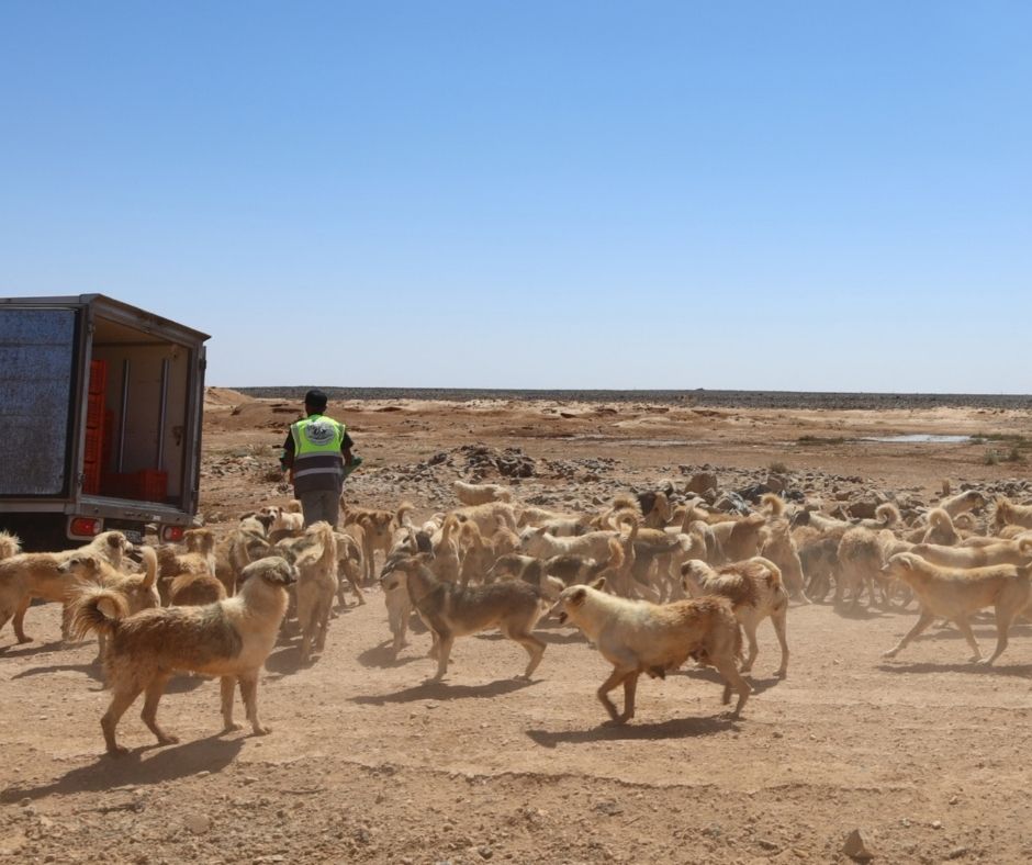 Network4Animals's tweet photo. For Jordan’s abandoned desert dogs, every delivery is a lifeline. Thanks to your support, NFA is funding all their food and water for 3 months with partner Eco Harmony Foundation, as we search for land near Amman for a safe sanctuary. 🐾

👉 Read more: https://t.co/UrqbIA3DdA https://t.co/u5BR8n8kbv
