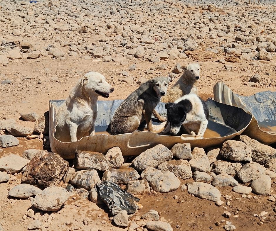 Network4Animals's tweet photo. For Jordan’s abandoned desert dogs, every delivery is a lifeline. Thanks to your support, NFA is funding all their food and water for 3 months with partner Eco Harmony Foundation, as we search for land near Amman for a safe sanctuary. 🐾

👉 Read more: https://t.co/UrqbIA3DdA https://t.co/u5BR8n8kbv