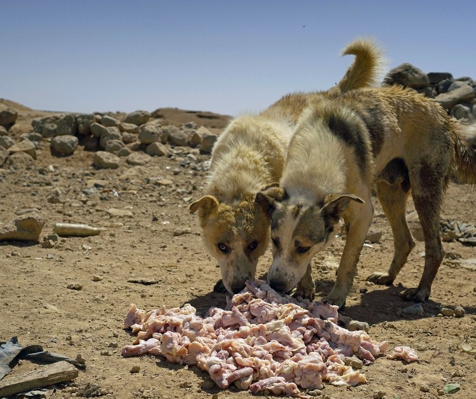 Network4Animals's tweet photo. For Jordan’s abandoned desert dogs, every delivery is a lifeline. Thanks to your support, NFA is funding all their food and water for 3 months with partner Eco Harmony Foundation, as we search for land near Amman for a safe sanctuary. 🐾

👉 Read more: https://t.co/UrqbIA3DdA https://t.co/u5BR8n8kbv