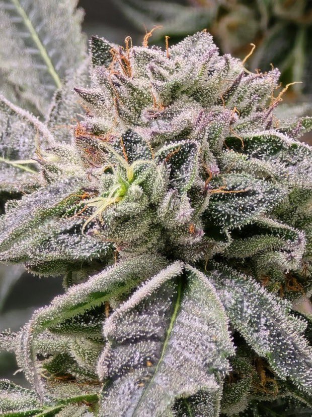 IobDutch's tweet photo. Ridgeline Lantz week 7. She is greasy and has funky fruit candy with some spicy smells and flavor. Smokes good with a spacey but chill high. She is some fire👍 https://t.co/pfxrCqccpH