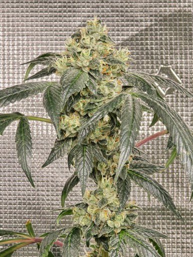 IobDutch's tweet photo. Here is a cut of Formula one, I believe she was bred by Archive. Her smell brings me back to 2010 funky, musky, lemon and pine gas type smell. She grows golf ball sized nugs and has a nice frost. Very heady smoke. This girl stacks to🤙🔥 https://t.co/mf6zFzxQjs