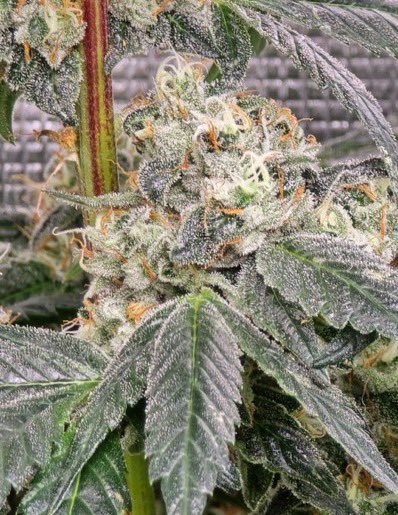 IobDutch's tweet photo. Here is a cut of Formula one, I believe she was bred by Archive. Her smell brings me back to 2010 funky, musky, lemon and pine gas type smell. She grows golf ball sized nugs and has a nice frost. Very heady smoke. This girl stacks to🤙🔥 https://t.co/mf6zFzxQjs