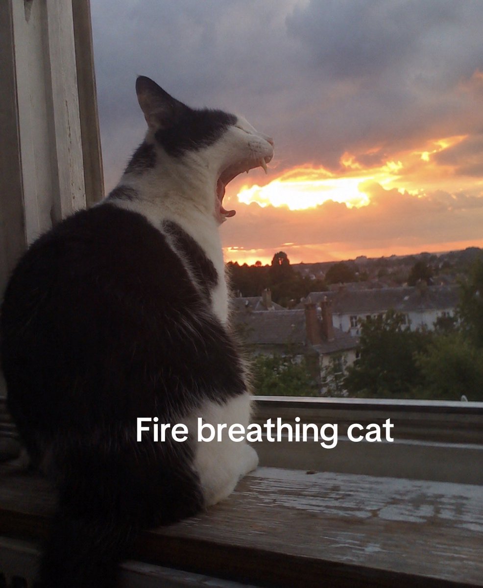 hardcatmemes's tweet photo. https://t.co/SL5LgzhtCM