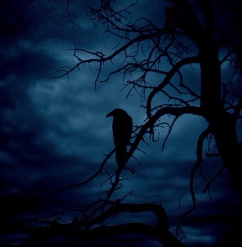 puriPom_'s tweet photo. #แอนก้า ⌛️⛓️
#Andluca #Andlu
Andrew x Luca(Fugue for dawn)🐦⬛
“กล้าดียังไงมาทำร้ายลูกของเรา เจ้านายพราน“ https://t.co/FWLFlPHEOs