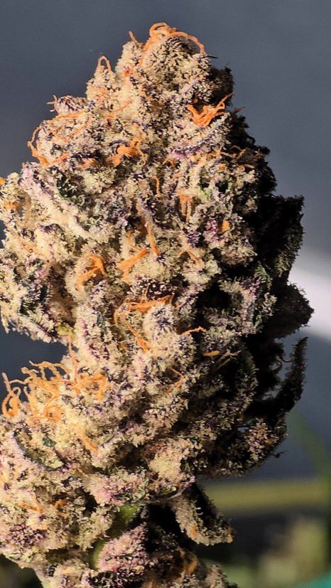 IobDutch's tweet photo. @KushGardenf1d4 Permanent Gas ( Permanent Marker x Sour Diesel) this round came out dynamite 🔥🔥

#Mmemberville #growyourown #weedporn https://t.co/aPGb8C3wJb